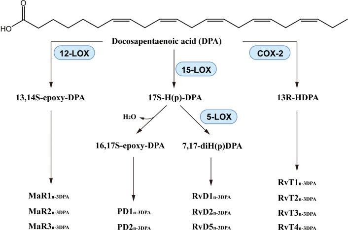 https://cdn.ncbi.nlm.nih.gov/pmc/blobs/eed3/11666451/236a6b9e263f/fimmu-15-1488570-g007.jpg