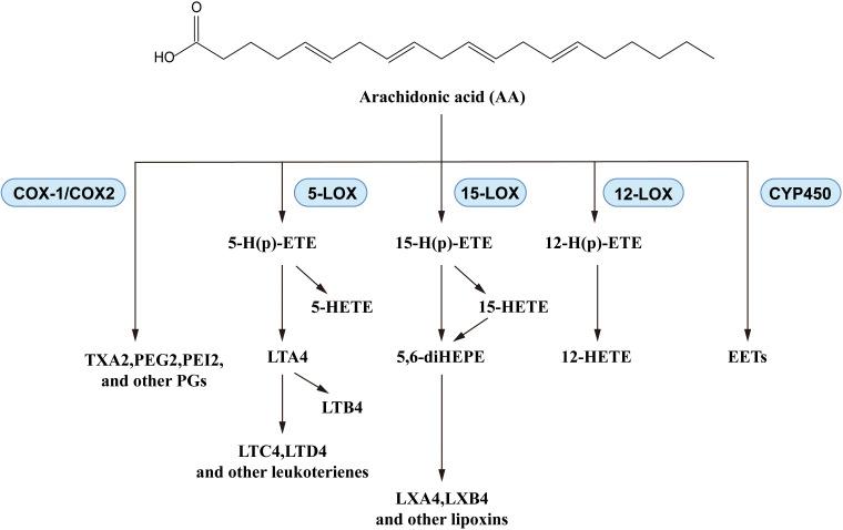 https://cdn.ncbi.nlm.nih.gov/pmc/blobs/eed3/11666451/8cc613bd73eb/fimmu-15-1488570-g004.jpg