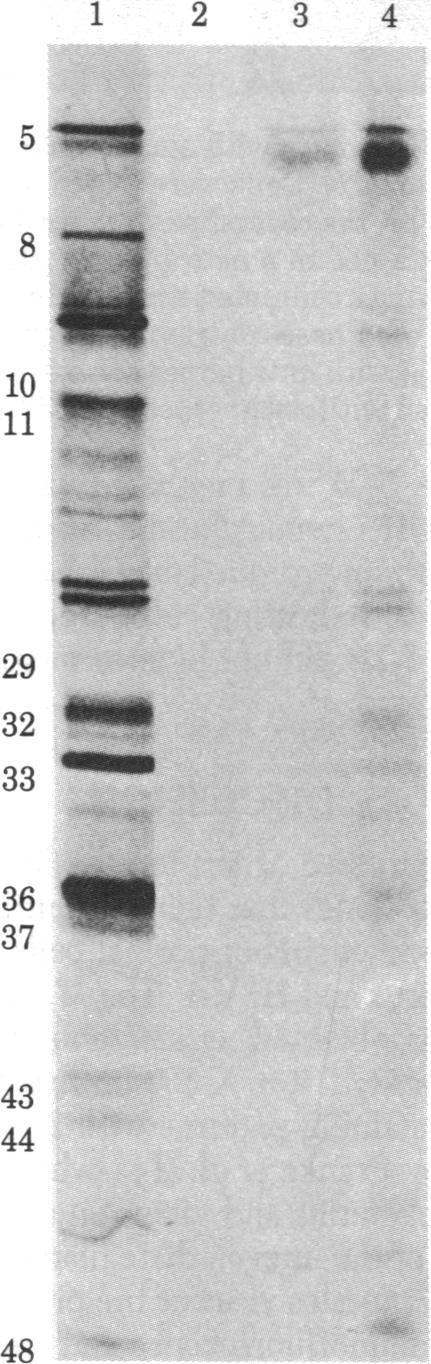 https://cdn.ncbi.nlm.nih.gov/pmc/blobs/eedd/393817/9536b1d0a407/pnas00634-0258-a.jpg