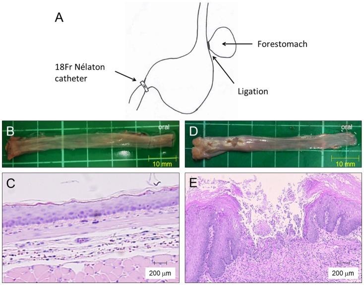https://cdn.ncbi.nlm.nih.gov/pmc/blobs/eedf/4162547/43d489aba3f5/pone.0106969.g001.jpg
