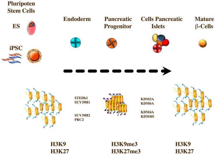 https://cdn.ncbi.nlm.nih.gov/pmc/blobs/eee2/7698772/7aab67d2caae/ijms-21-08685-g004.jpg