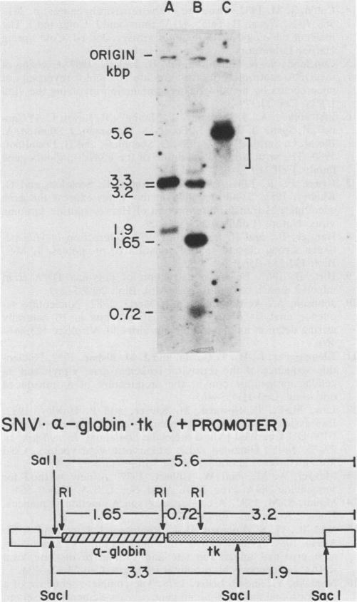https://cdn.ncbi.nlm.nih.gov/pmc/blobs/eee3/255579/986ad38bf289/jvirol00133-0055-a.jpg
