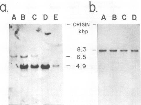 https://cdn.ncbi.nlm.nih.gov/pmc/blobs/eee3/255579/b6bc5c8ae293/jvirol00133-0054-a.jpg