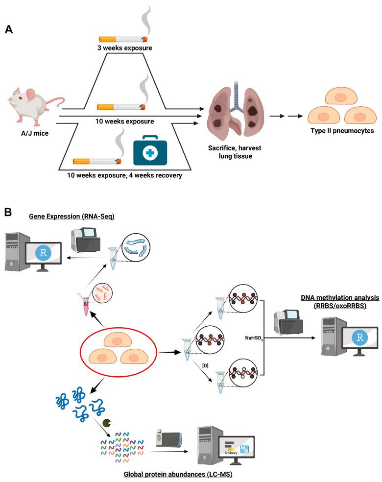 https://cdn.ncbi.nlm.nih.gov/pmc/blobs/eee5/11394788/58b6fdebf927/ijms-25-09365-g001.jpg