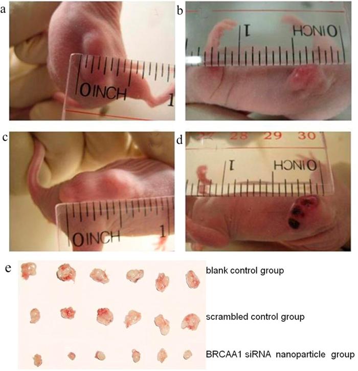 https://cdn.ncbi.nlm.nih.gov/pmc/blobs/eee6/4490273/d318fd2d5217/srep10726-f7.jpg
