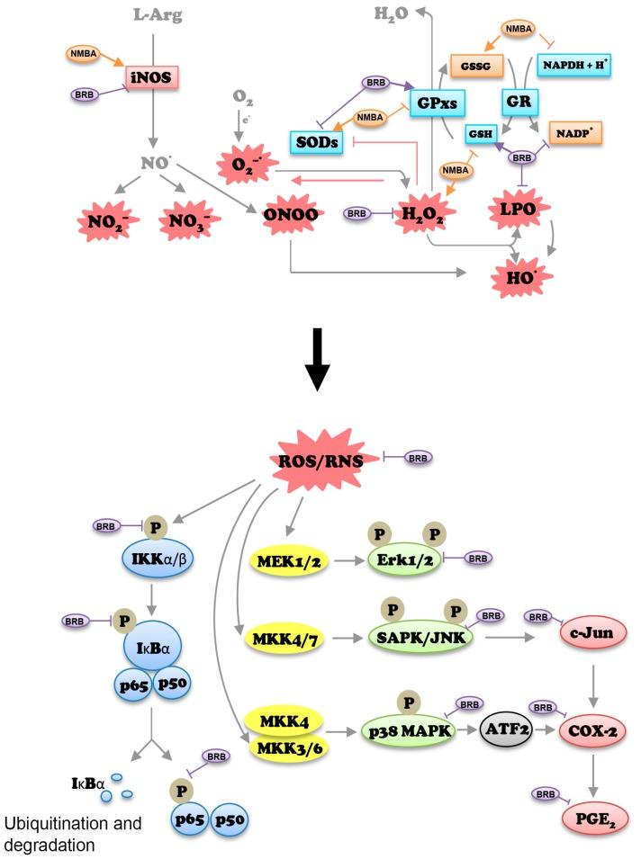 https://cdn.ncbi.nlm.nih.gov/pmc/blobs/eee8/5409752/4aafecc66079/nutrients-09-00413-g005.jpg