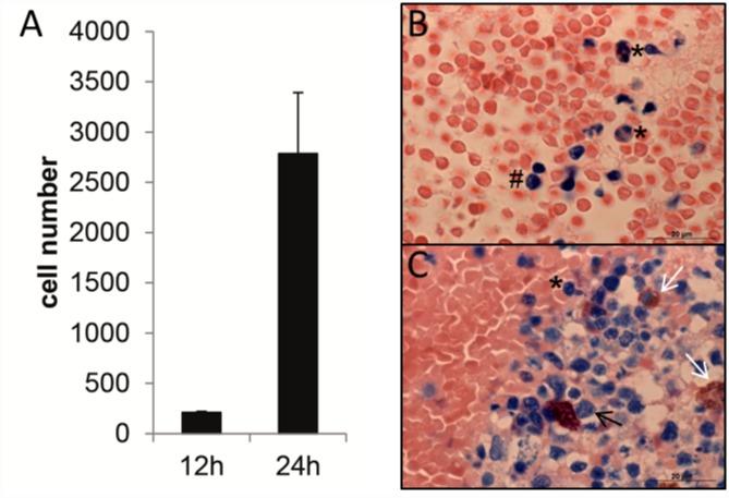 https://cdn.ncbi.nlm.nih.gov/pmc/blobs/eeef/4956113/f29f70b5f4f5/pone.0159580.g002.jpg
