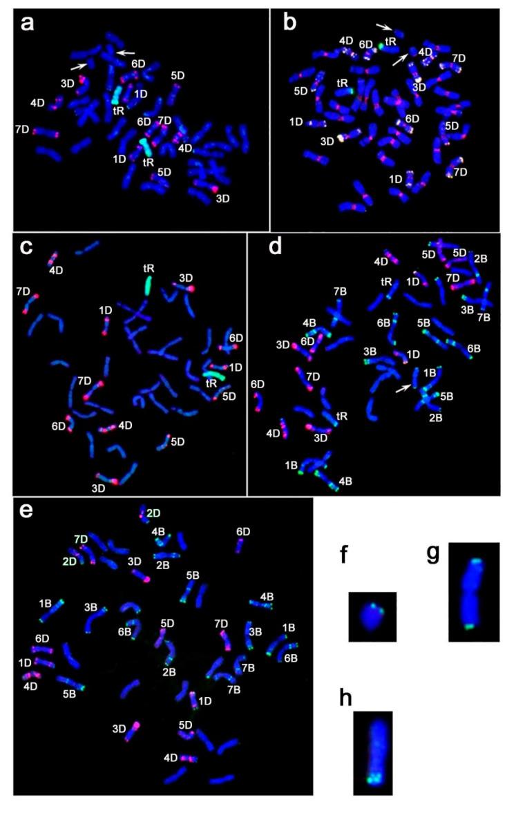 https://cdn.ncbi.nlm.nih.gov/pmc/blobs/eef2/8747757/d96fd27addd7/plants-11-00058-g001.jpg