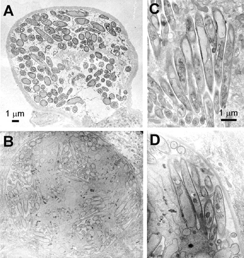 https://cdn.ncbi.nlm.nih.gov/pmc/blobs/eef6/2211786/670a4472e74d/20031274f8.jpg
