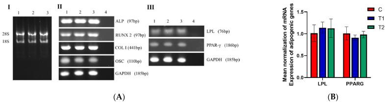 https://cdn.ncbi.nlm.nih.gov/pmc/blobs/eef8/9570360/d61d01e7f424/ijms-23-11485-g007a.jpg