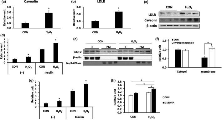 https://cdn.ncbi.nlm.nih.gov/pmc/blobs/eefb/6413652/ccc5304fb5ae/ACEL-18-e12895-g005.jpg