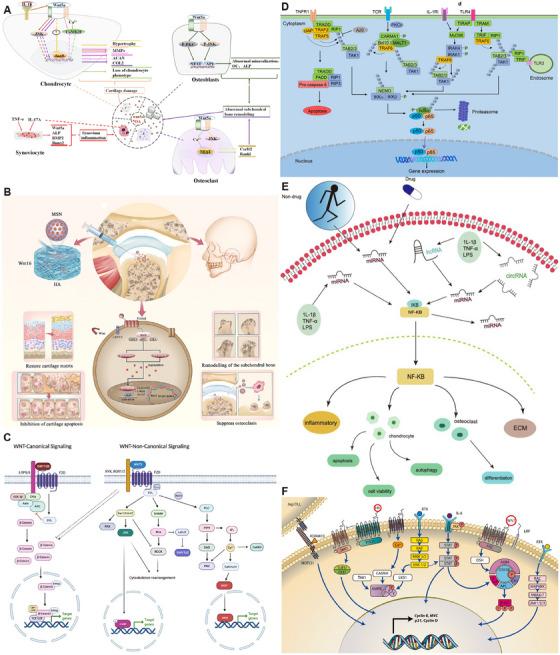 https://cdn.ncbi.nlm.nih.gov/pmc/blobs/eefd/12314552/b616f3e8ac48/MCO2-6-e70290-g008.jpg