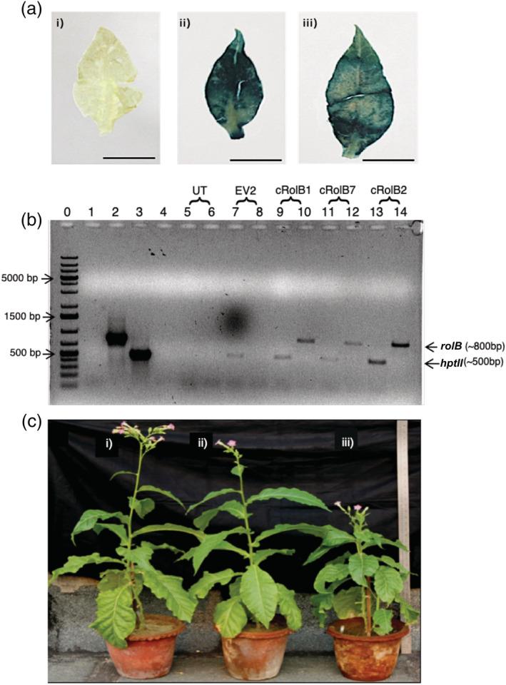 https://cdn.ncbi.nlm.nih.gov/pmc/blobs/ef00/9219009/3597a69c267e/PLD3-6-e414-g003.jpg