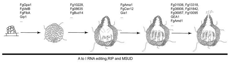 https://cdn.ncbi.nlm.nih.gov/pmc/blobs/ef01/11050156/3de7652c42d5/genes-15-00475-g001.jpg