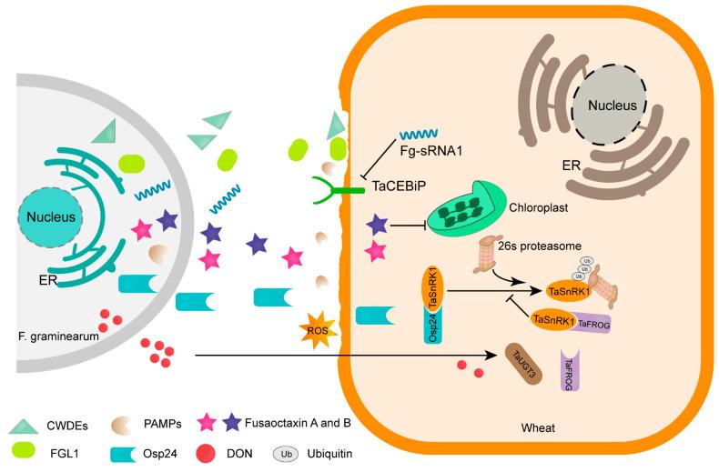 https://cdn.ncbi.nlm.nih.gov/pmc/blobs/ef01/11050156/62df9177206e/genes-15-00475-g002.jpg