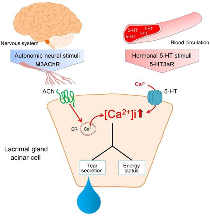 https://cdn.ncbi.nlm.nih.gov/pmc/blobs/ef01/5537296/38abe4c554cb/41598_2017_6022_Fig7_HTML.jpg