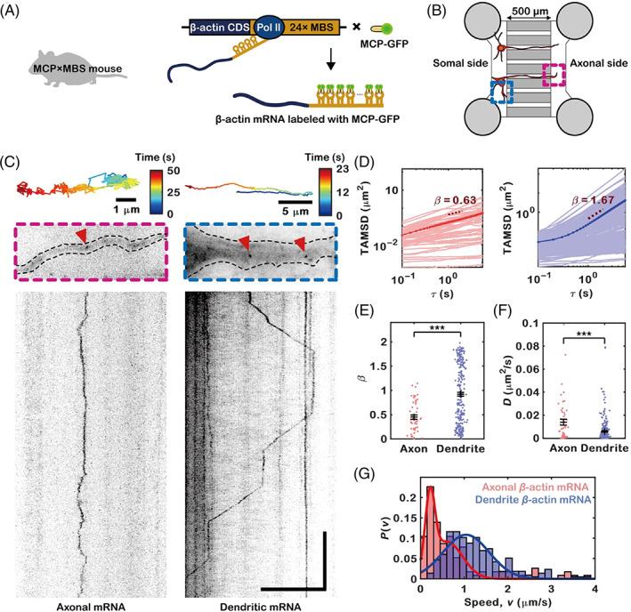 https://cdn.ncbi.nlm.nih.gov/pmc/blobs/ef03/9804286/e13e28376518/TRA-23-496-g003.jpg