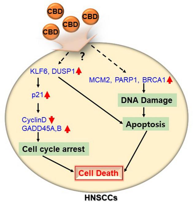 https://cdn.ncbi.nlm.nih.gov/pmc/blobs/ef09/7692486/18c9338e5c33/41598_2020_77674_Fig7_HTML.jpg