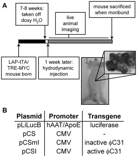 https://cdn.ncbi.nlm.nih.gov/pmc/blobs/ef0b/2894073/5761e9694596/pone.0011367.g001.jpg