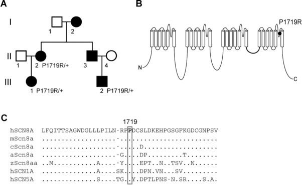 https://cdn.ncbi.nlm.nih.gov/pmc/blobs/ef0b/6032947/e571cc1c9fad/HUMU-39-965-g001.jpg