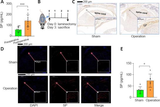 https://cdn.ncbi.nlm.nih.gov/pmc/blobs/ef14/10328282/1569c02e73ae/NRR-18-2252-g002.jpg