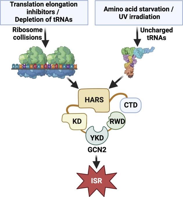 https://cdn.ncbi.nlm.nih.gov/pmc/blobs/ef15/10899773/cdd6acec982e/gkae006figgra1.jpg