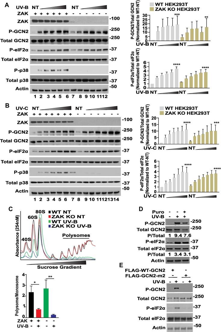 https://cdn.ncbi.nlm.nih.gov/pmc/blobs/ef15/10899773/f3bec83d4c09/gkae006fig5.jpg