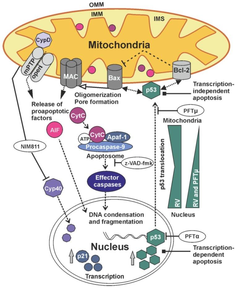 https://cdn.ncbi.nlm.nih.gov/pmc/blobs/ef16/4690853/046e53134241/viruses-07-02928-g009.jpg