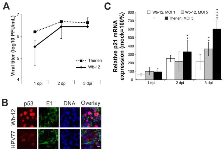 https://cdn.ncbi.nlm.nih.gov/pmc/blobs/ef16/4690853/592687c6054c/viruses-07-02928-g008.jpg
