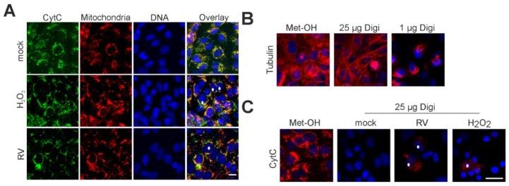 https://cdn.ncbi.nlm.nih.gov/pmc/blobs/ef16/4690853/78d643fc0d25/viruses-07-02928-g004.jpg