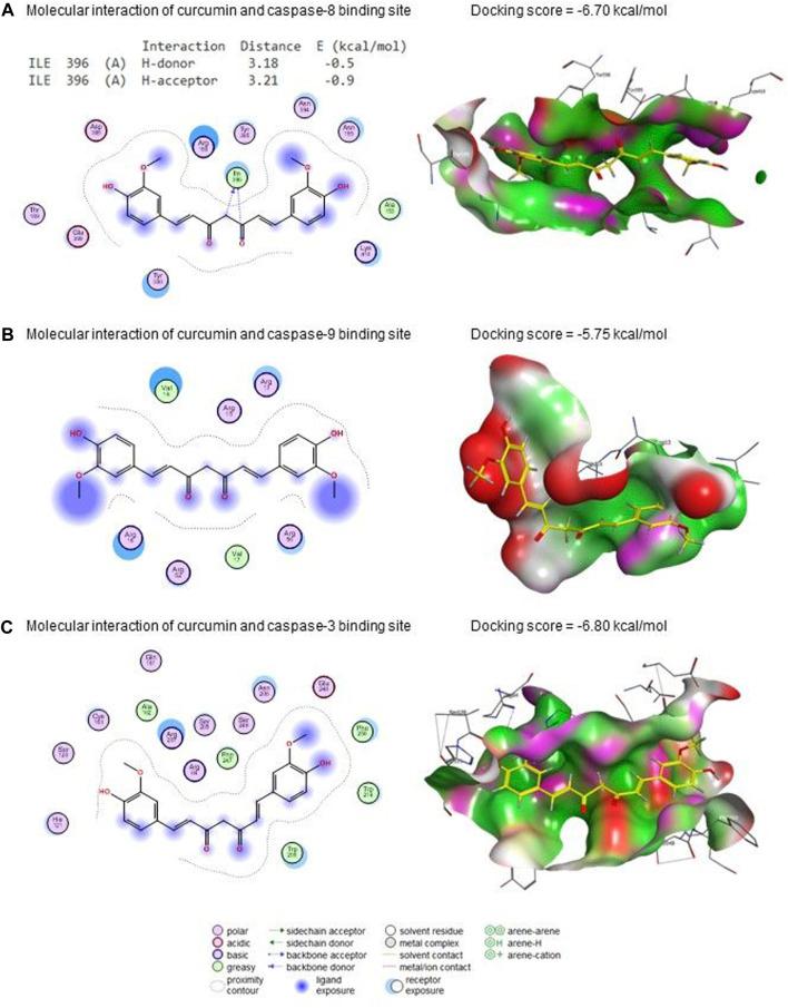 https://cdn.ncbi.nlm.nih.gov/pmc/blobs/ef18/11094265/786e9af9fcc7/fphar-15-1388784-g010.jpg