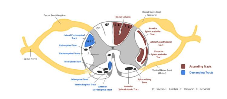 https://cdn.ncbi.nlm.nih.gov/pmc/blobs/ef1a/10783125/ad4c81fe26e6/cureus-0015-00000050387-i02.jpg