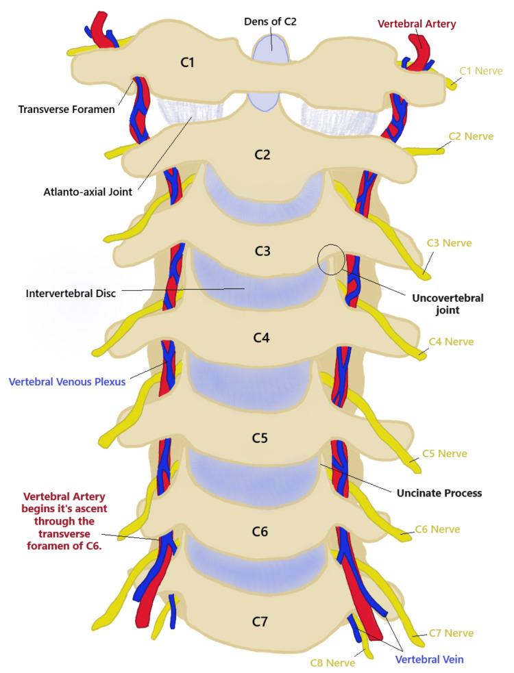 https://cdn.ncbi.nlm.nih.gov/pmc/blobs/ef1a/10783125/f312e4f79531/cureus-0015-00000050387-i01.jpg
