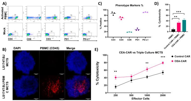 https://cdn.ncbi.nlm.nih.gov/pmc/blobs/ef20/10814835/42ec99bdf586/cancers-16-00388-g007.jpg