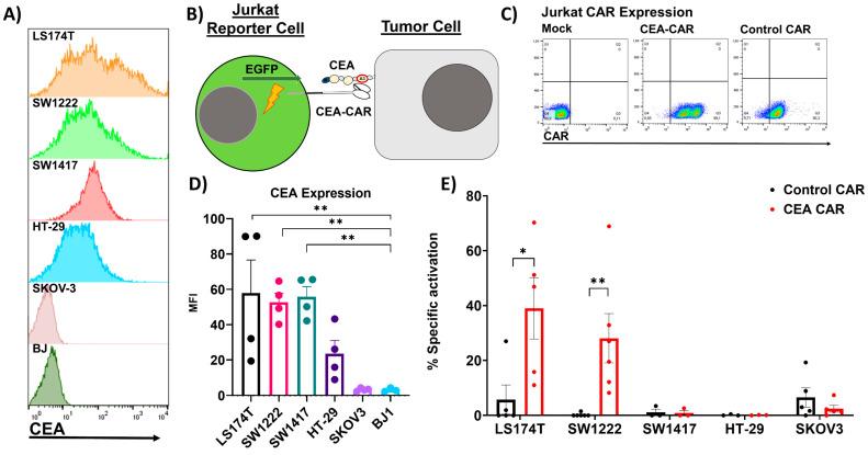 https://cdn.ncbi.nlm.nih.gov/pmc/blobs/ef20/10814835/605b9d5186c1/cancers-16-00388-g002.jpg