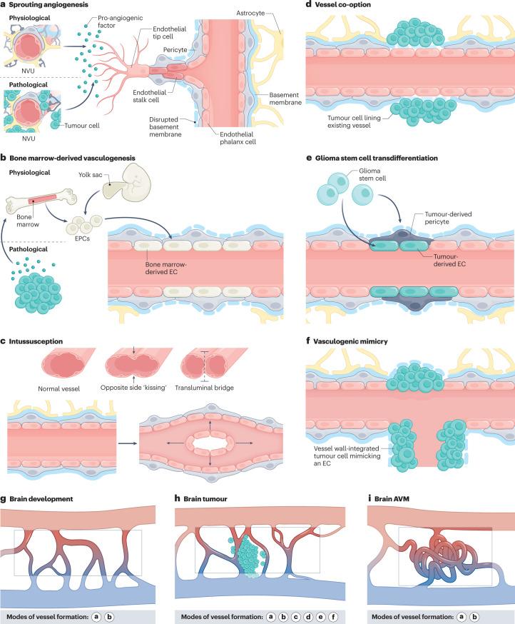 https://cdn.ncbi.nlm.nih.gov/pmc/blobs/ef23/10026800/c560dde7b9dd/41583_2023_684_Fig1_HTML.jpg