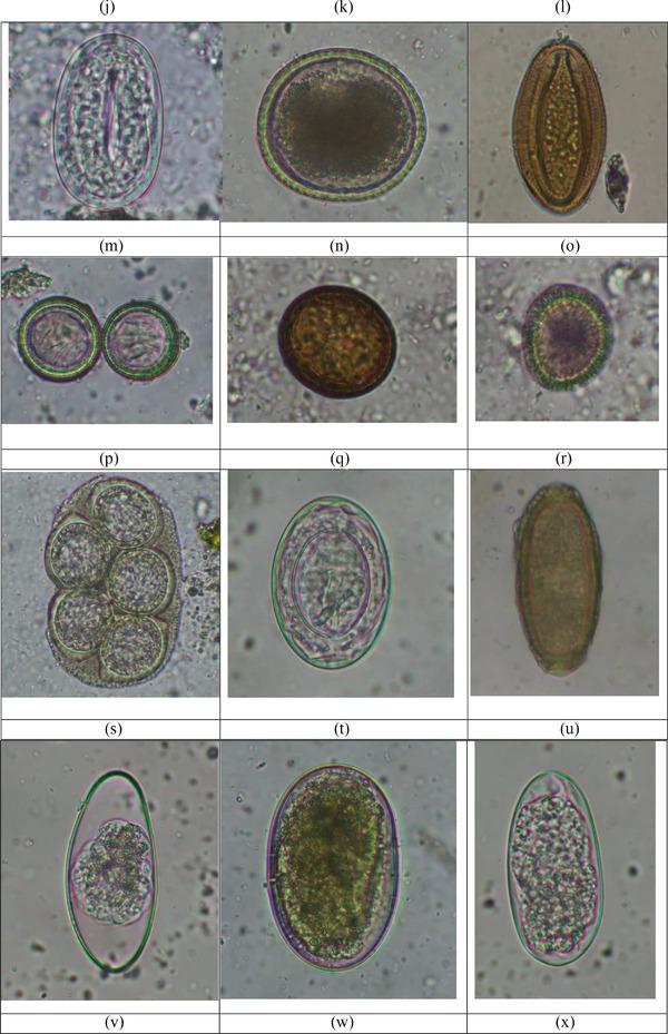 https://cdn.ncbi.nlm.nih.gov/pmc/blobs/ef25/10029910/2e2e43bad230/VMS3-9-559-g002.jpg