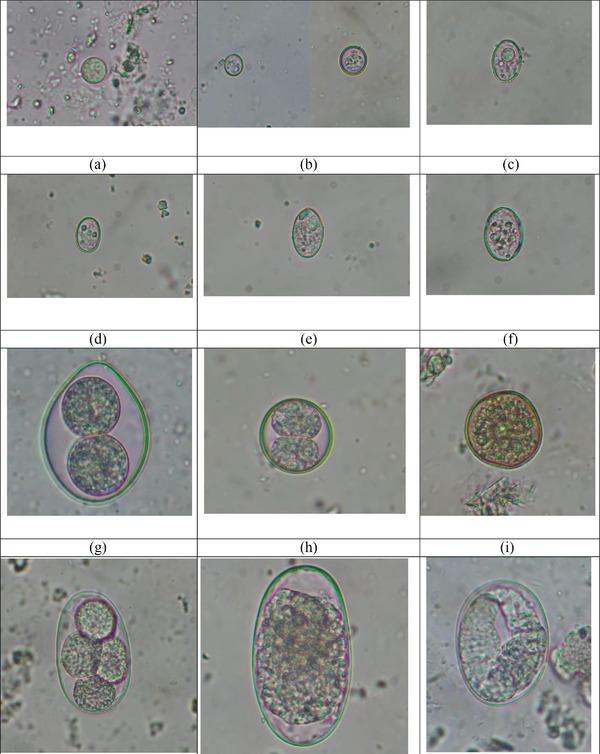 https://cdn.ncbi.nlm.nih.gov/pmc/blobs/ef25/10029910/55fd273089c3/VMS3-9-559-g001.jpg