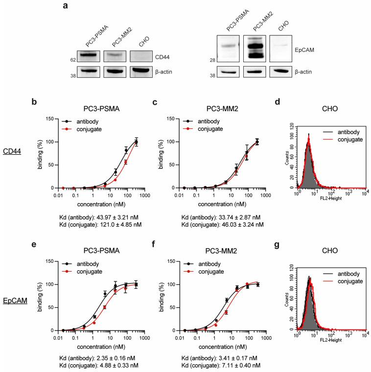 https://cdn.ncbi.nlm.nih.gov/pmc/blobs/ef26/11755620/ae0daa465d92/antibodies-14-00005-g002.jpg