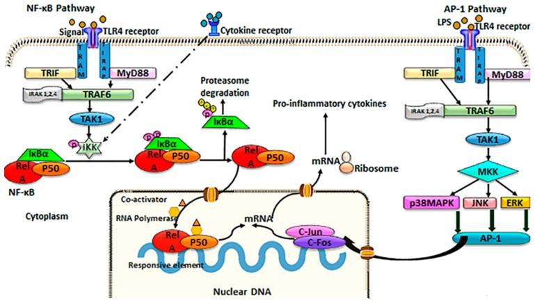 https://cdn.ncbi.nlm.nih.gov/pmc/blobs/ef26/6514688/3976a74c8321/ijms-20-01912-g001.jpg