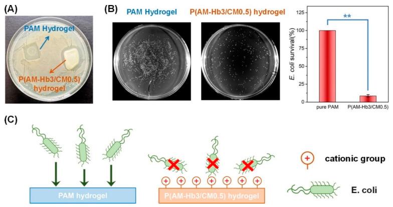 https://cdn.ncbi.nlm.nih.gov/pmc/blobs/ef2b/10379850/0753db32979d/gels-09-00549-g004.jpg