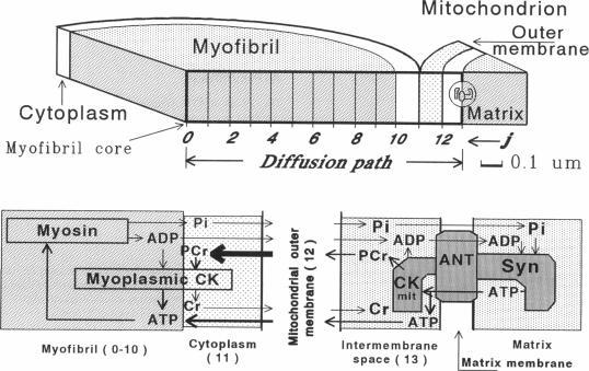 https://cdn.ncbi.nlm.nih.gov/pmc/blobs/ef2d/1180943/26876dfa3c62/biophysj00032-0438-a.jpg