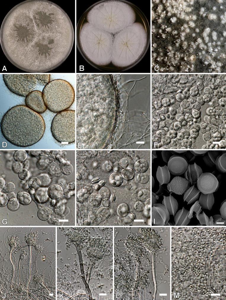 https://cdn.ncbi.nlm.nih.gov/pmc/blobs/ef2d/2275200/1d41d529b017/14fig19.jpg