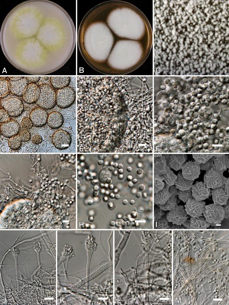 https://cdn.ncbi.nlm.nih.gov/pmc/blobs/ef2d/2275200/4903a31bcba9/14fig29.jpg