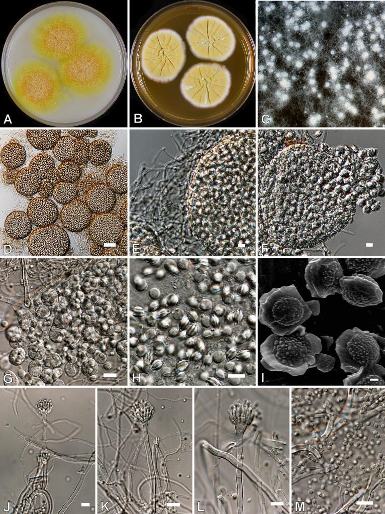 https://cdn.ncbi.nlm.nih.gov/pmc/blobs/ef2d/2275200/67379d4d3fc0/14fig17.jpg