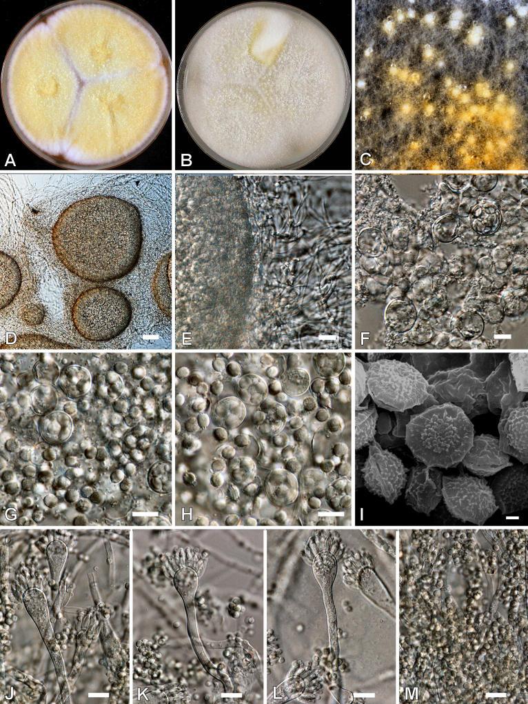 https://cdn.ncbi.nlm.nih.gov/pmc/blobs/ef2d/2275200/731675dff398/14fig18.jpg
