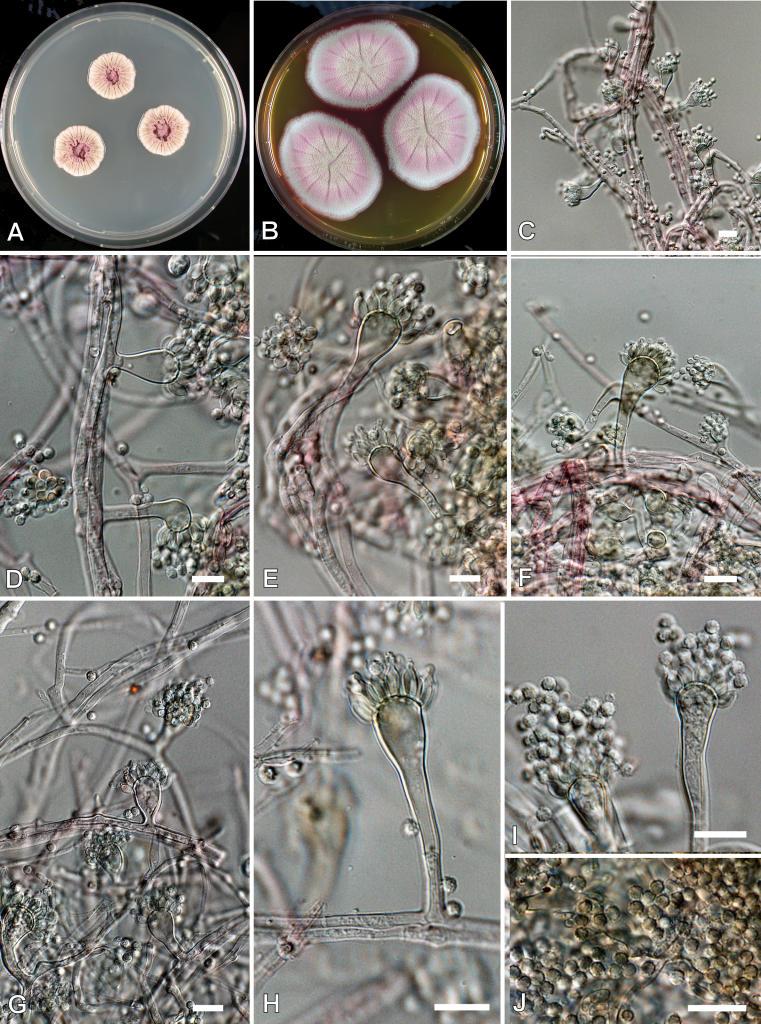 https://cdn.ncbi.nlm.nih.gov/pmc/blobs/ef2d/2275200/7436e6d4b960/14fig6.jpg