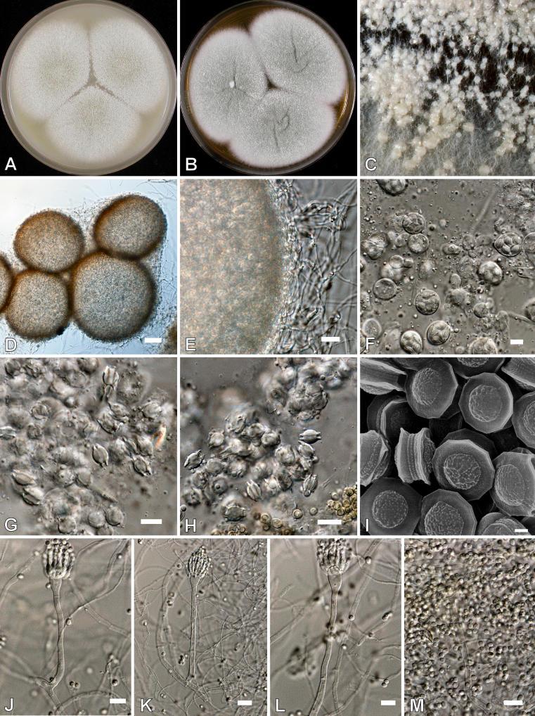 https://cdn.ncbi.nlm.nih.gov/pmc/blobs/ef2d/2275200/8ca9e5c38f55/14fig26.jpg