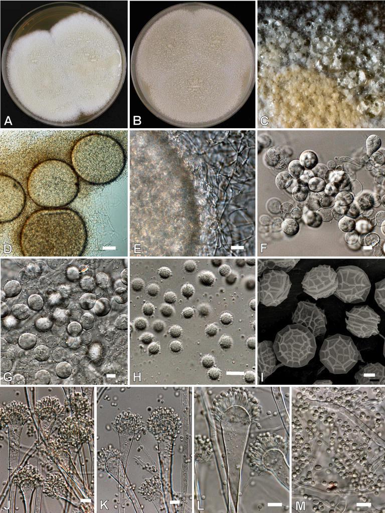 https://cdn.ncbi.nlm.nih.gov/pmc/blobs/ef2d/2275200/a474be5b2bee/14fig36.jpg