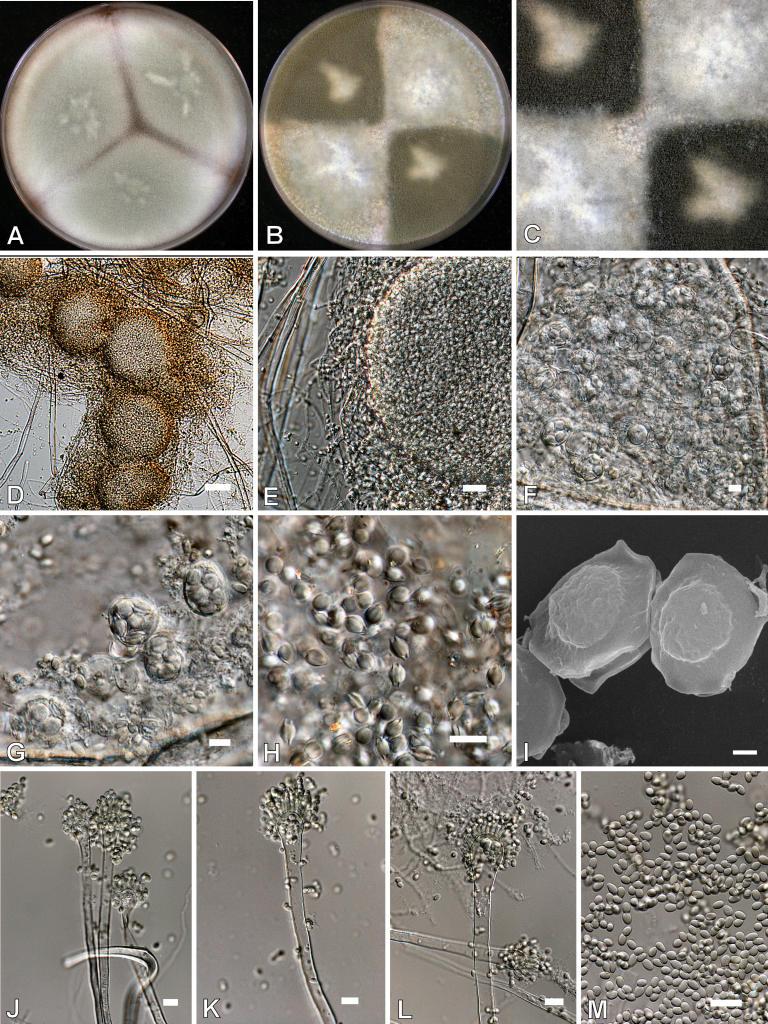https://cdn.ncbi.nlm.nih.gov/pmc/blobs/ef2d/2275200/b48af718cf8d/14fig33.jpg